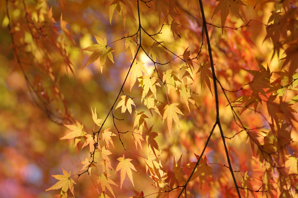 伊藤公記念公園の紅葉