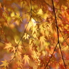 伊藤公記念公園の紅葉