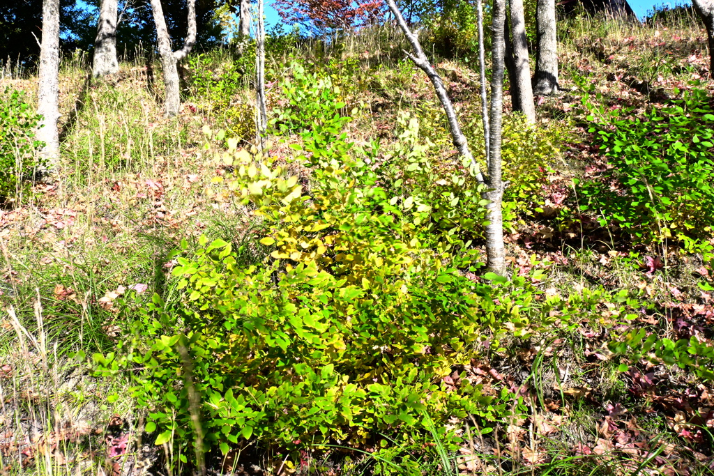 スポーツ公園内でウォーキング撮影