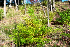 スポーツ公園内でウォーキング撮影