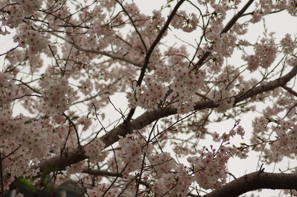 雨上がりお花見2021