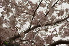 雨上がりお花見2021