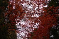 紅葉狩り２０２１