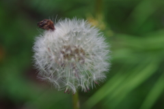 子供を抱えながらの花見