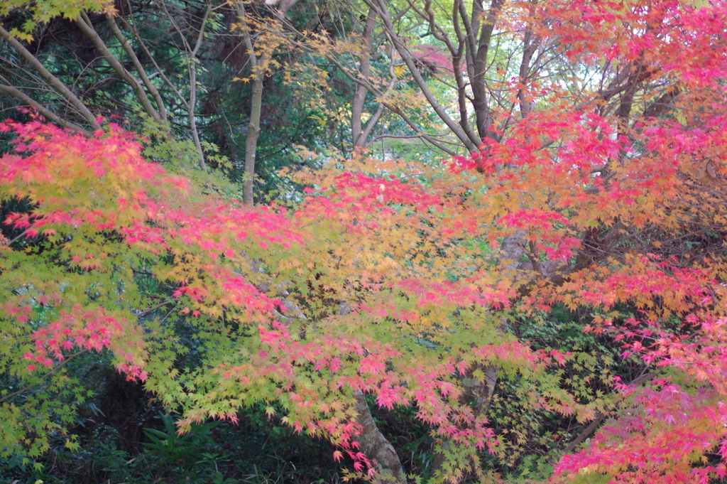 今年は家族で紅葉狩り