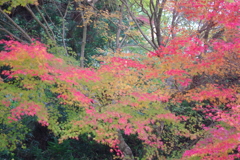 今年は家族で紅葉狩り