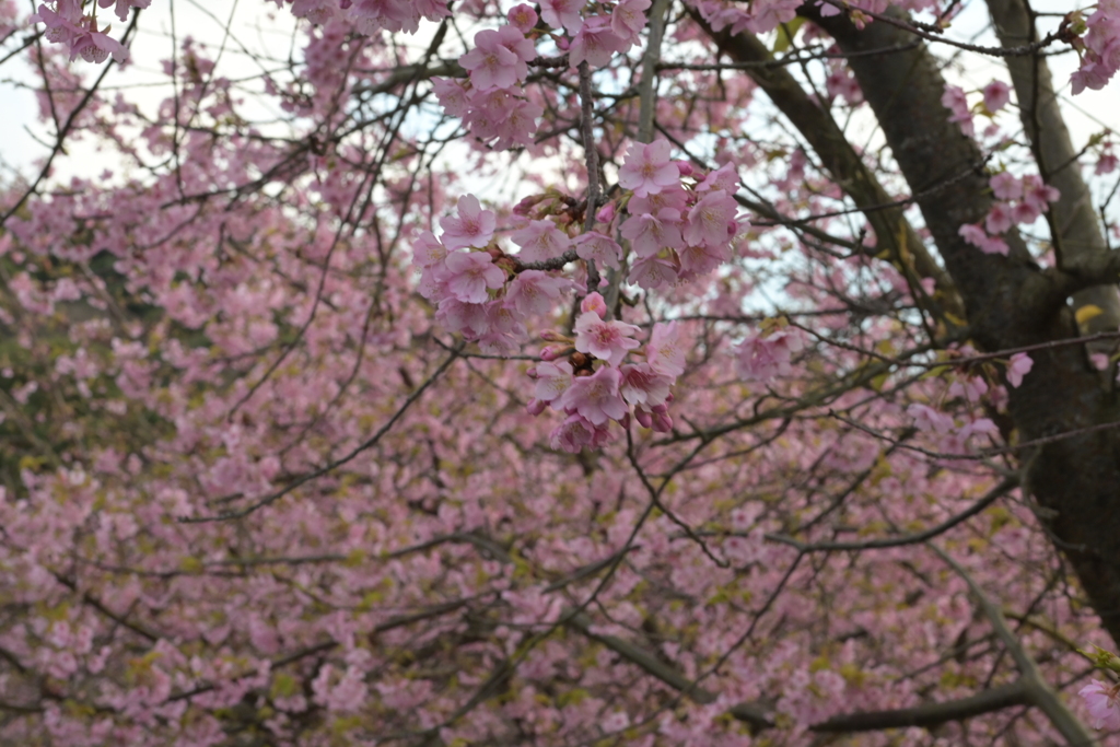 河津桜