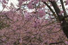 河津桜