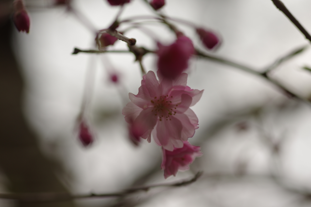 雨上がりお花見2021