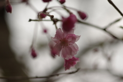 雨上がりお花見2021