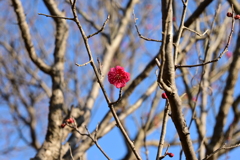 冠梅園