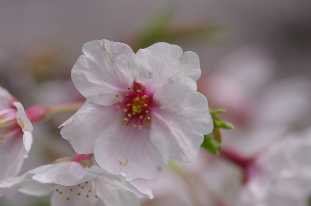 続花見は写真で