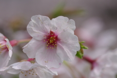 続花見は写真で