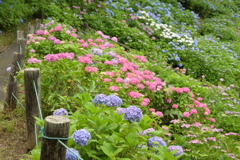 一眼持ってあじさい園へ