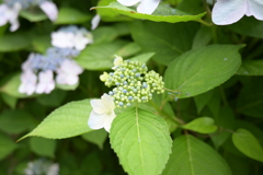 一眼持ってあじさい園へ