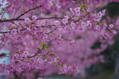 河津桜2020