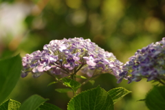 紫陽花