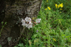 続花見は写真で