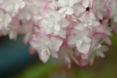 庭紫陽花