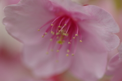 河津桜