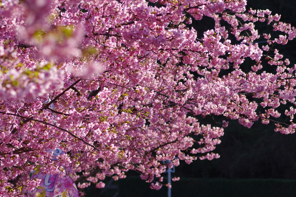 河津桜2021