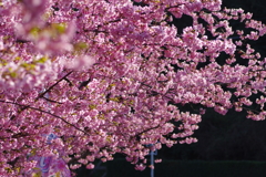 河津桜2021