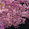 河津桜2021