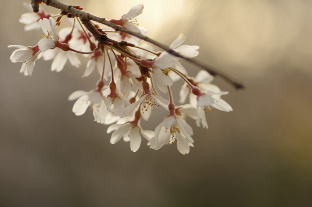 夕暮れ花見