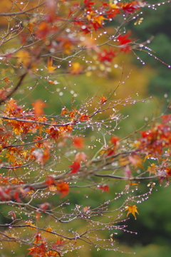 夫婦で紅葉狩り