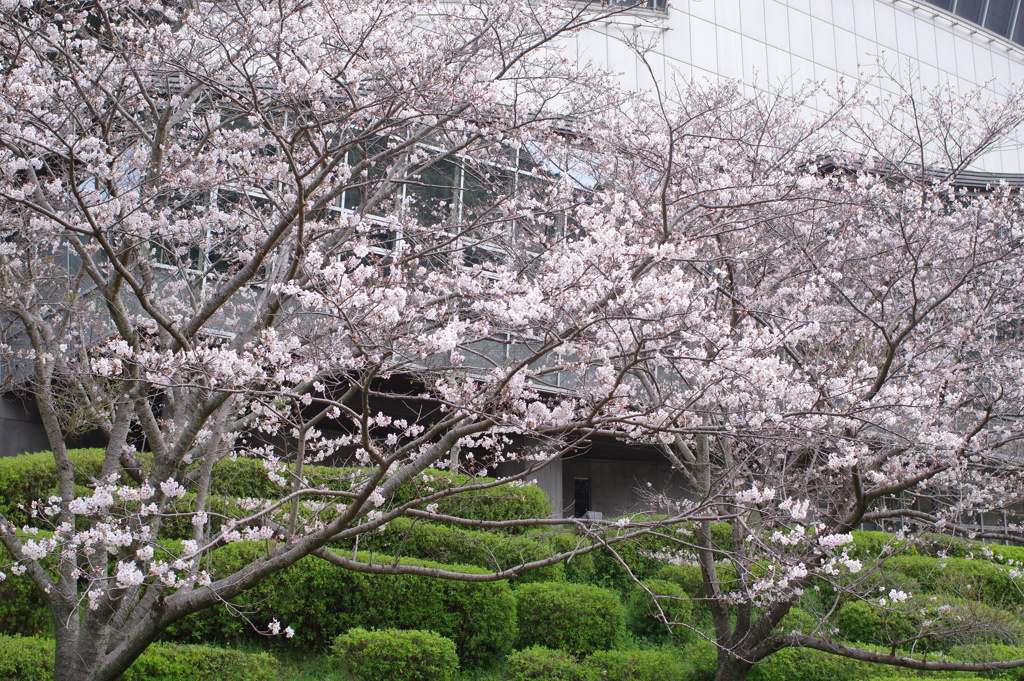 続花見は写真で