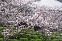 続花見は写真で