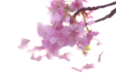 河津桜2021