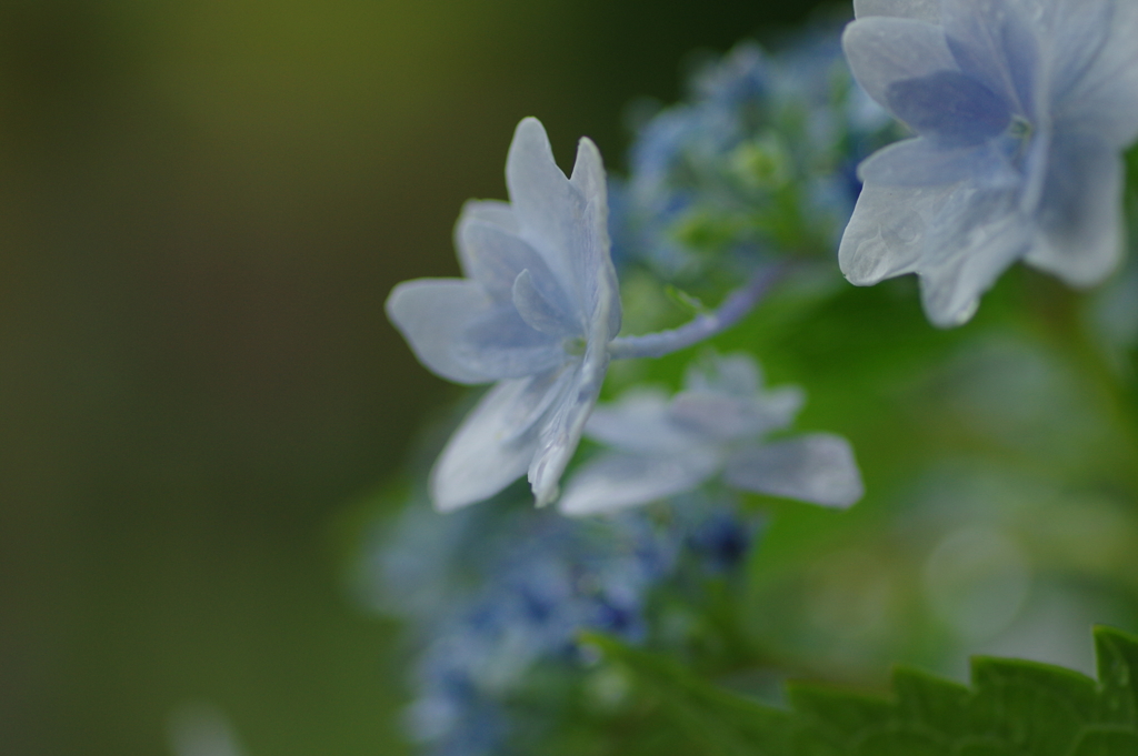 梅雨入りと紫陽花