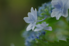 梅雨入りと紫陽花