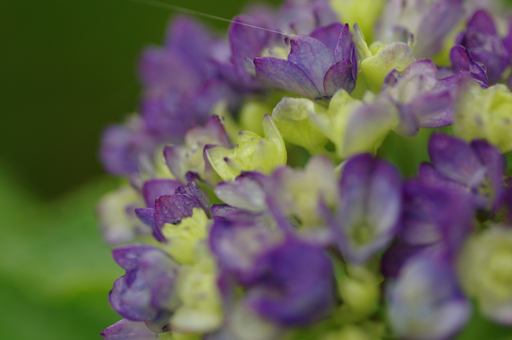 雨上がり紫陽花