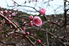 梅園散策