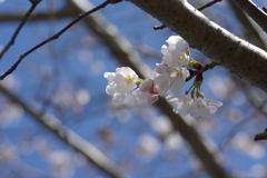 いつもの花見スポットで