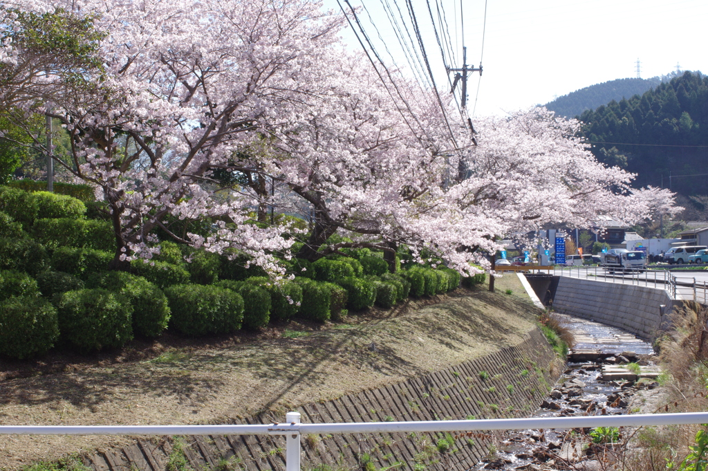 朝の花見