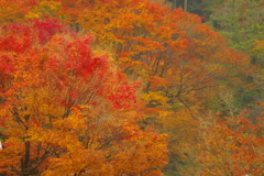 夫婦で紅葉狩り