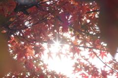 紅葉から覗く光芒