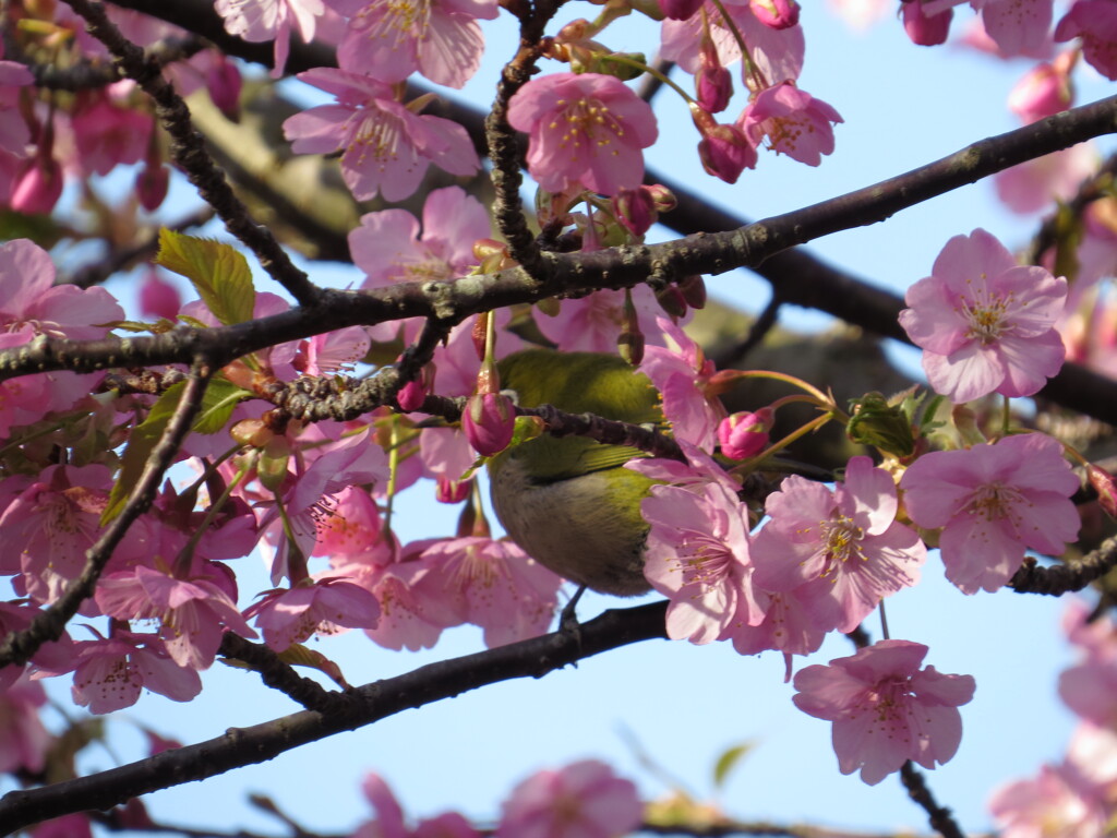 河津桜とメジロ