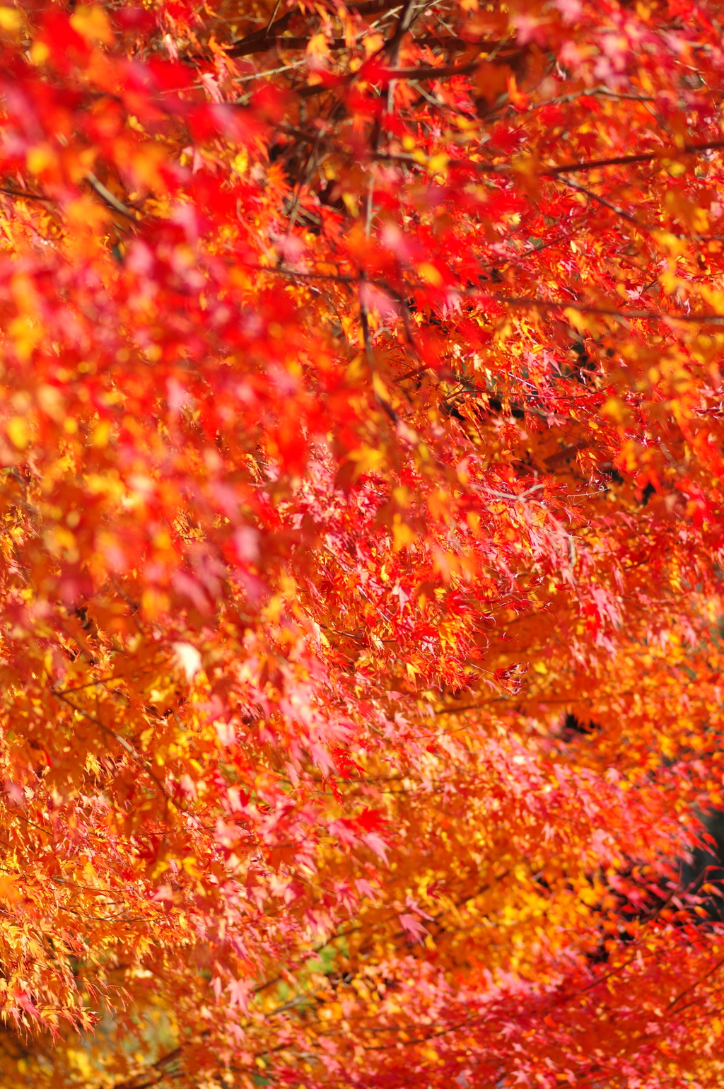 伊藤公記念公園の紅葉