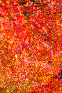 伊藤公記念公園の紅葉