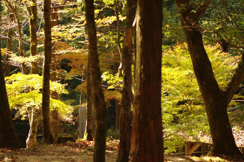 紅葉狩り