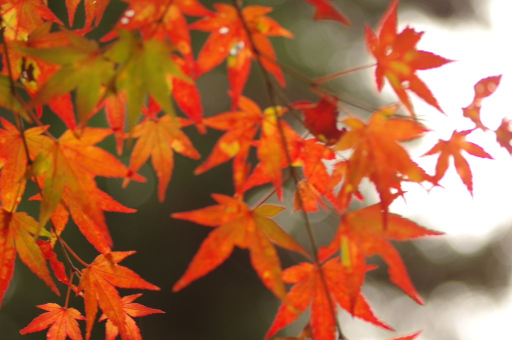 紅葉狩り２０２１