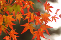 紅葉狩り２０２１