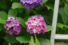 梅雨と紫陽花