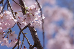 親子で花見散歩