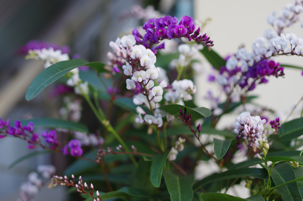 ハーデンベルギア