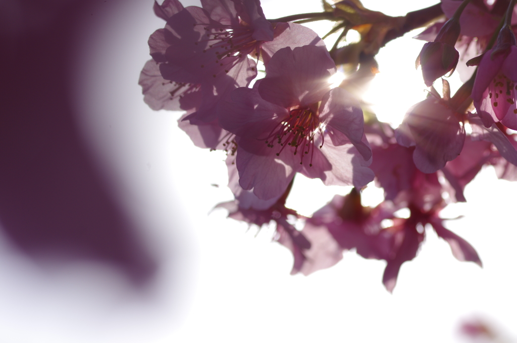 河津桜2021